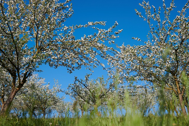 Free Apple Trees Apple Blossom photo and picture