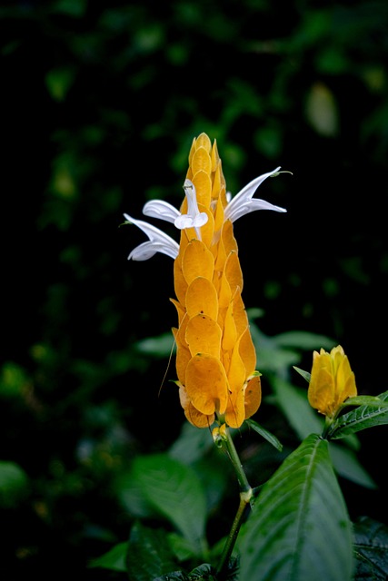 Free Candle Bush Yellow photo and picture