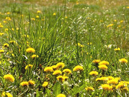 Free Grass Dandelions photo and picture