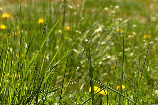 Free Grass Spring photo and picture