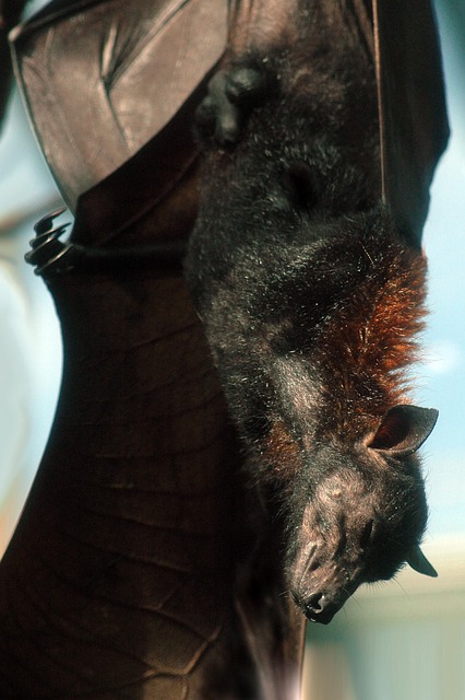 Free Animal Mammal photo and picture