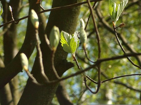 Free Leaves Green photo and picture