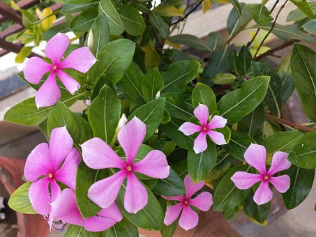 Free Periwinkle Vinca photo and picture