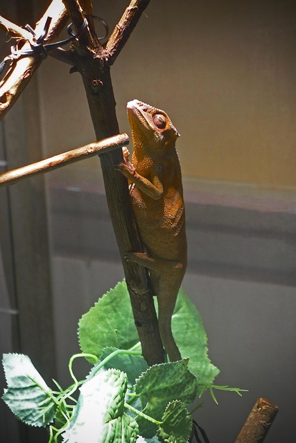 Free Reptiles Chameleon photo and picture
