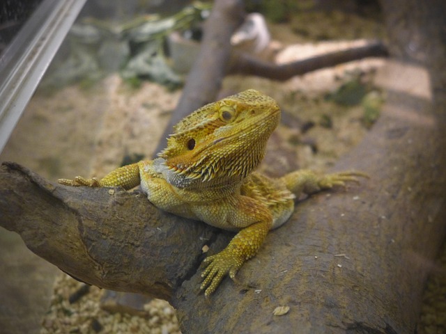 Free Reptiles Chameleon photo and picture