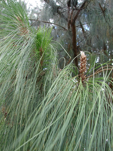 Pine Tenjo - Free photo on Pixabay - Pixabay