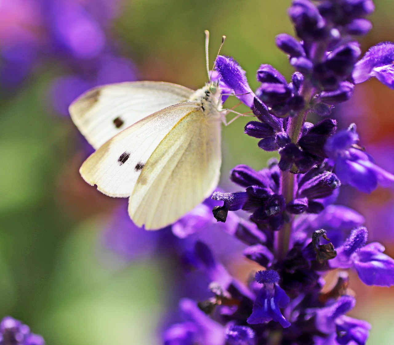 White Beautiful Insect Butterfly White Insect - Free photo on Pixabay - Pixabay