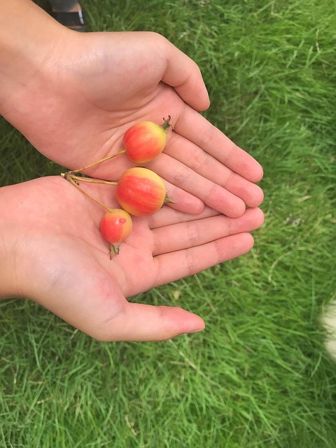 Free Grass Fruit photo and picture