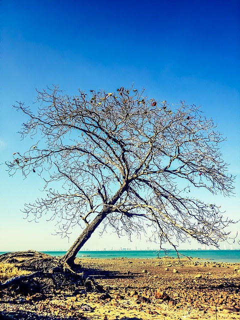 Copac, Mare, Cer