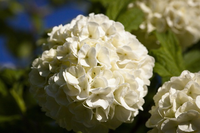Cheios De Bola De Neve, Hortênsia Bauer