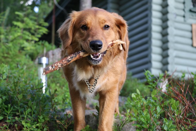 Hond, Tolleri, Toller, Retriever