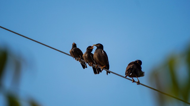 Free Birds Nature photo and picture