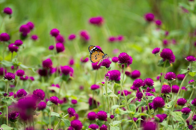 Free Butterfly Flowers photo and picture