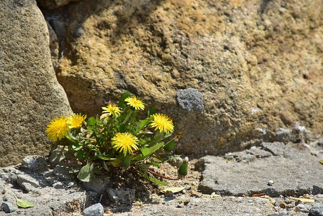 Löwenzahn, Frühlingsblumen, Natur
