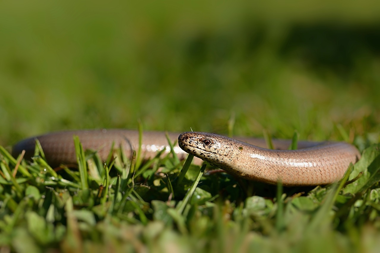 Qué son los animales insectívoros