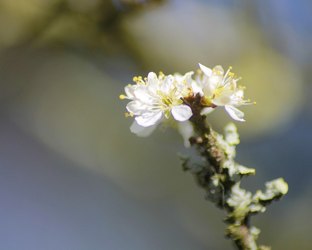 Free Blossom Bloom photo and picture