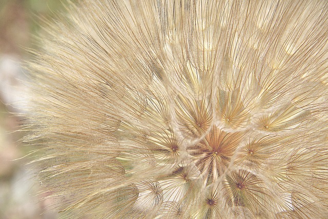 Free Dandelion Plant photo and picture