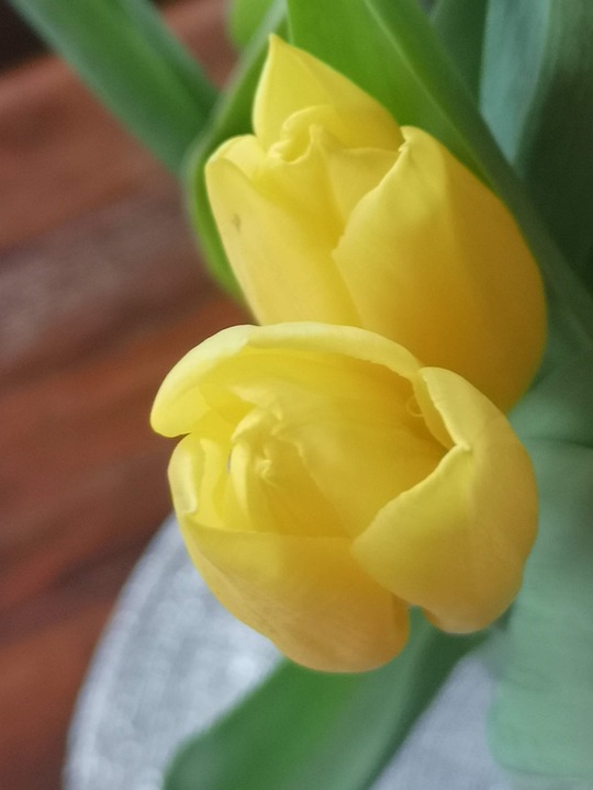 Yellow Easter Flower Free photo on Pixabay Pixabay