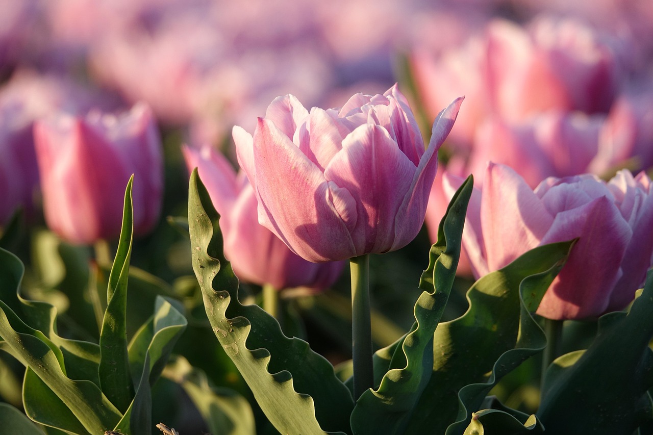 Tulips Tulip Field Pink - Free photo on Pixabay - Pixabay