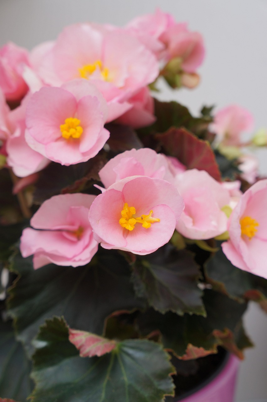 緑とバルコニーの構成のためのミニ白いバラの茂み