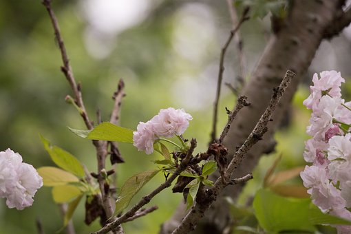 超过 张关于 春色 和 花 的免费图片