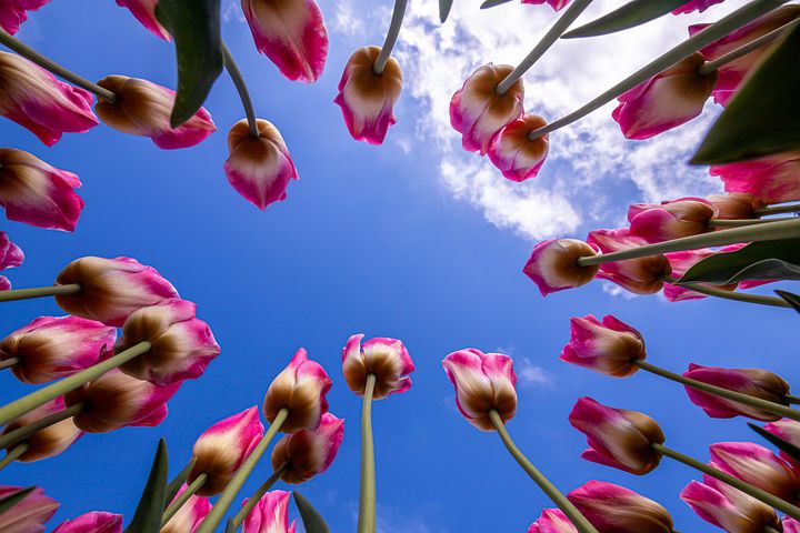 Más de 100 imágenes gratis de Fondo De Pantalla Tulipanes y Tulipanes