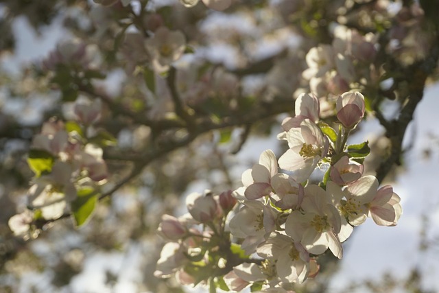 Free Apfel Baum photo and picture