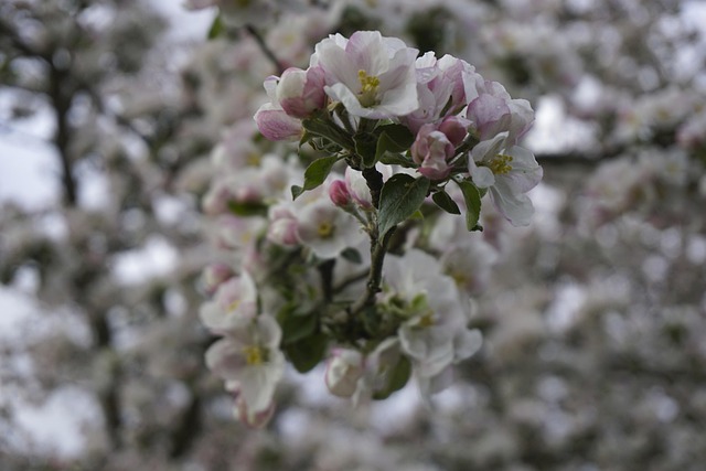 Free Apfel Baum photo and picture
