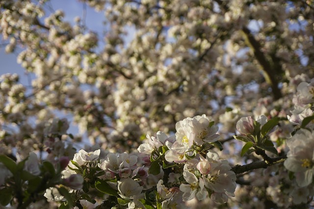 Free Apfel Baum photo and picture