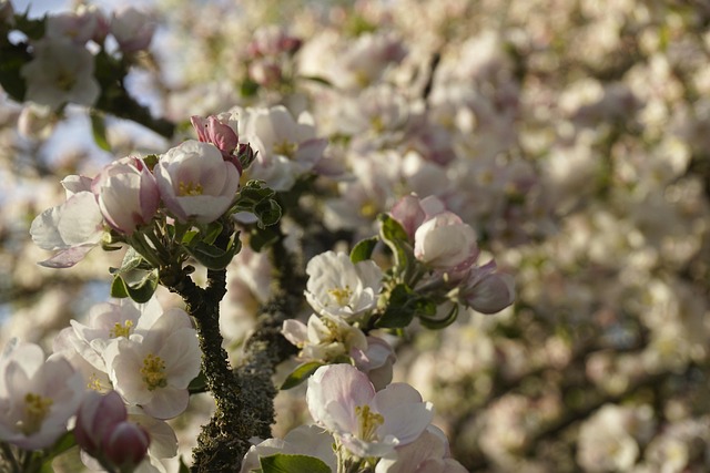 Free Baum Apple photo and picture