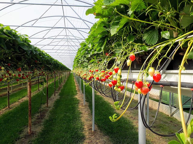 Free Strawberries Agriculture photo and picture