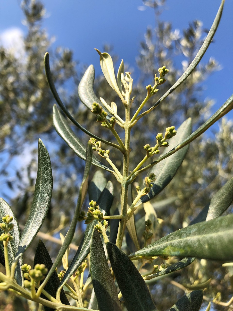 Olivier La Hoja De Olivo Flor Foto gratis en Pixabay Pixabay