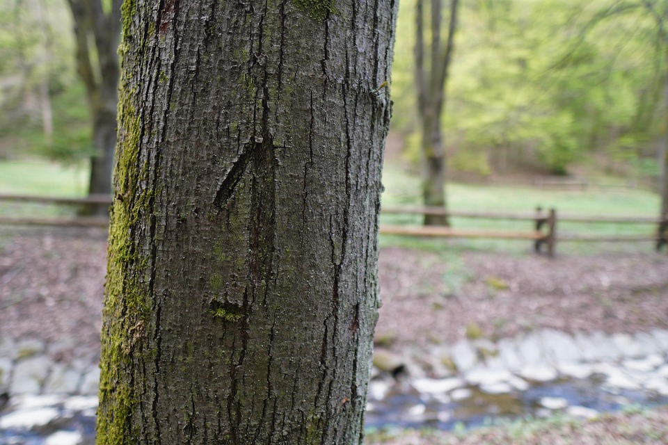 Forest Nature Trees The - Free photo on Pixabay