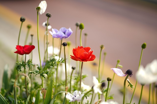 Blume, Wilde Blume, Frühlingsblumen
