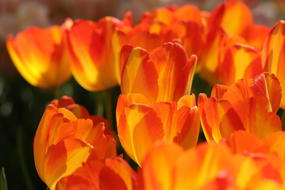チューリップ 花 オランダ Pixabayの無料写真
