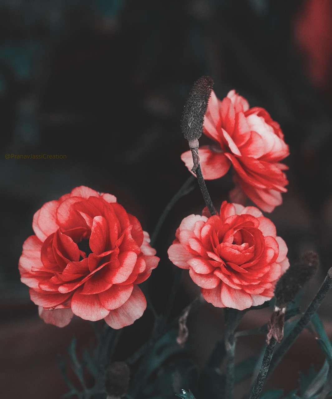 Bilder Rote Rosen Rote Rosen Valentinstag Liebe - Kostenloses Foto auf Pixabay - Pixabay