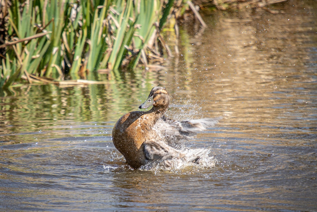 Duck - free online jigsaw puzzle photo
