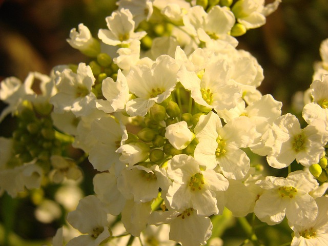 Free Edible Plant photo and picture