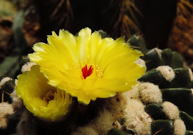 Free Cactus Flower photo and picture