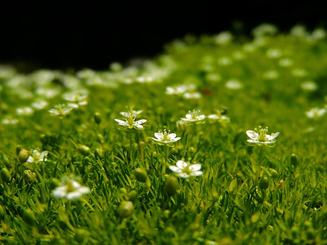 Free Plant Rug photo and picture