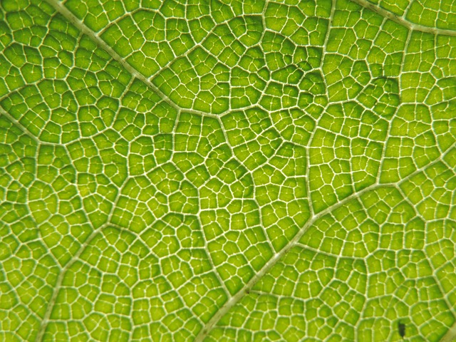Free Leaf Nerves photo and picture