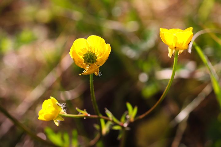 Over 100 gratis billeder for Markblomster og Natur - Pixabay