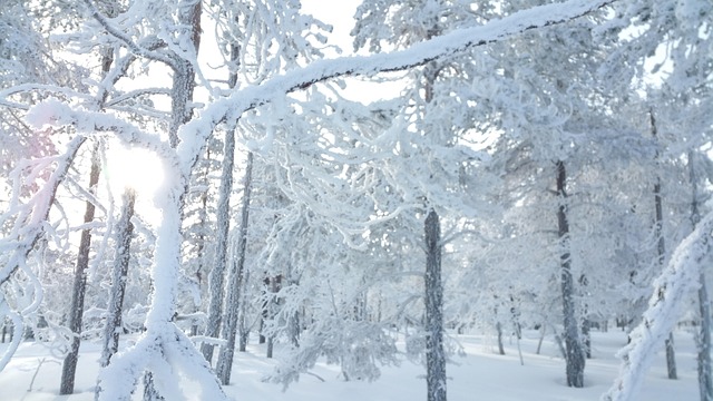 Sneeuw, Winter, Koud, Wit, Buiten