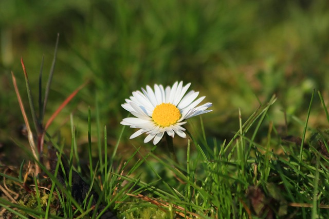 Free Daisy Flower photo and picture