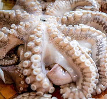 Free Octopus Market photo and picture