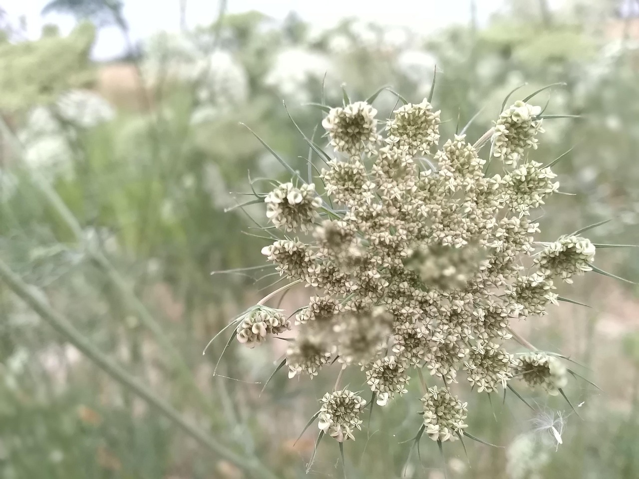 Flower Coriander Free photo on Pixabay Pixabay