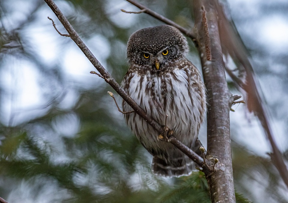 Eurasian Pygmy P ll Melanitta Ilmainen Valokuva Pixabayssa Pixabay eurasian-pygmy-p-ll-melanitta-ilmainen-valokuva-pixabayssa-pixabay