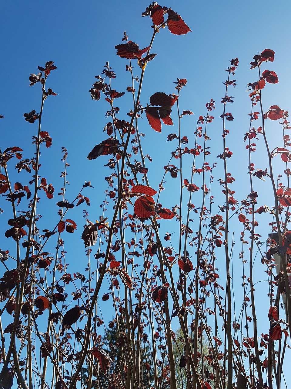 Hazelnut Tree Red Branches Free photo on Pixabay