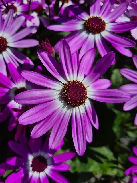 Free Flower Shining photo and picture