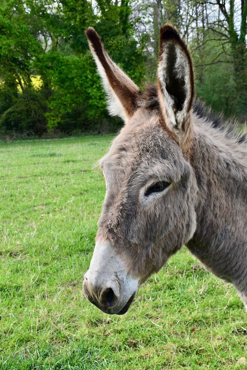 100 Free Ass Donkey Images Pixabay 100 Free Ass Donkey Images Pixabay